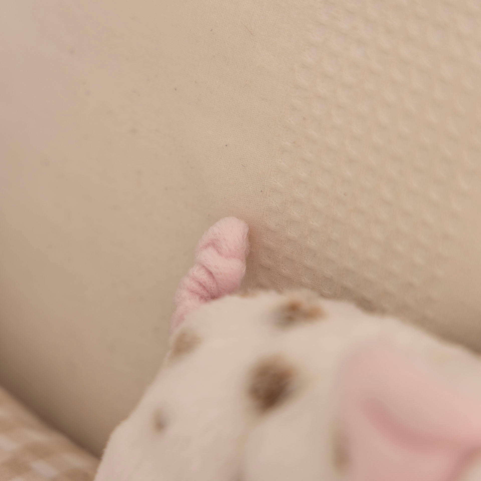 Yogi the Brown-Spotted Pig Deluxe Plush Toy