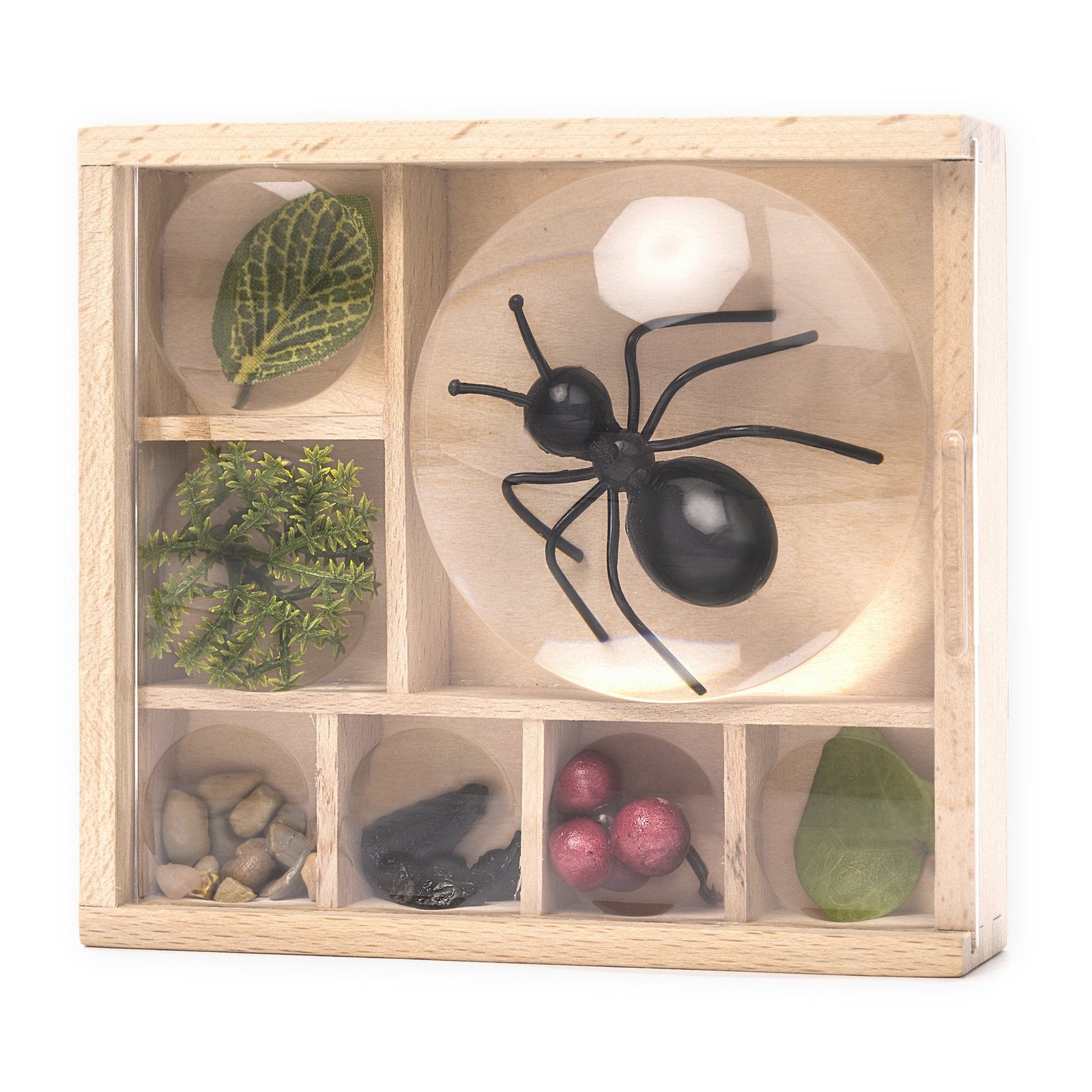Huckleberry "My Little Museum" Bug Box