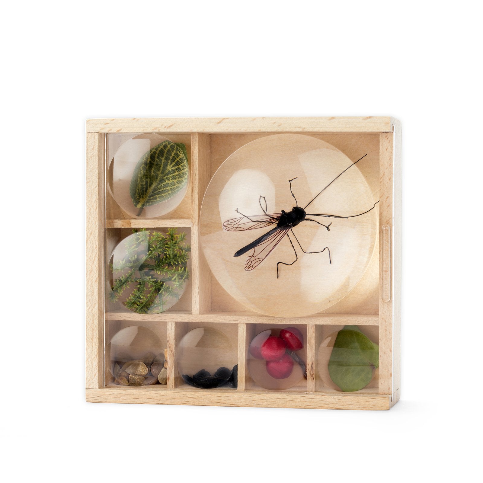 Huckleberry "My Little Museum" Bug Box