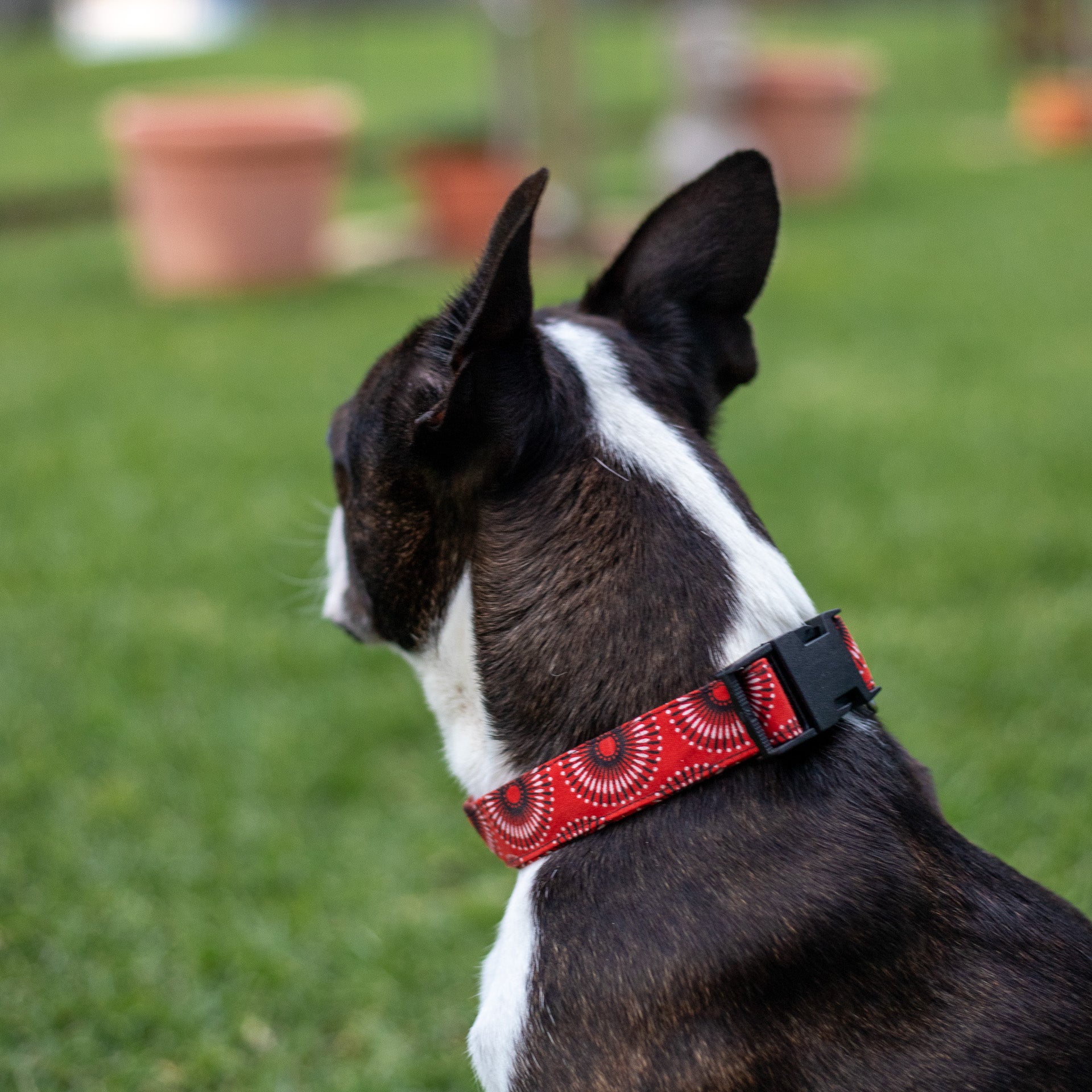 Shwe Dog Collar and Leash Set (assorted colours)