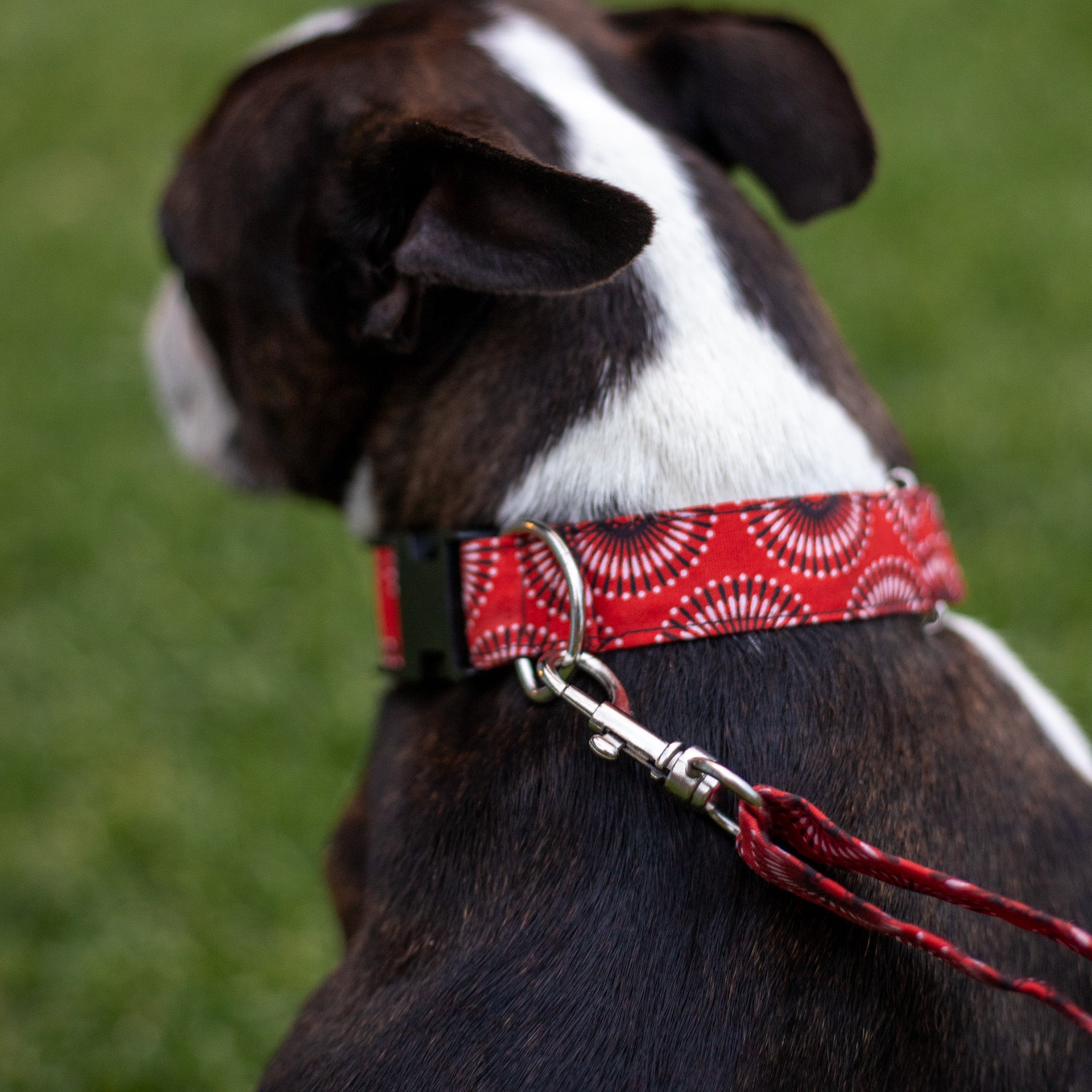 Shwe Dog Collar and Leash Set (assorted colours)