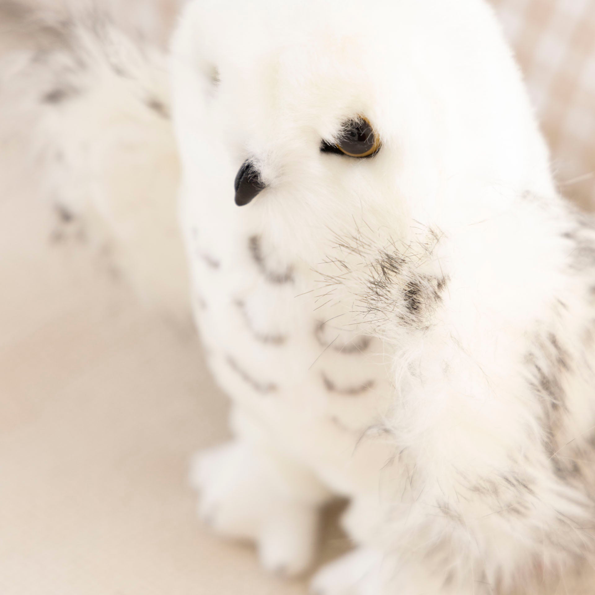 Wizard the Snowy Owl Deluxe Plush Toy