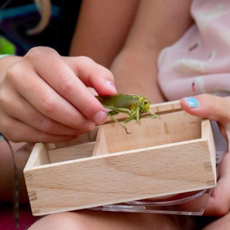 Huckleberry "My Little Museum" Bug Box